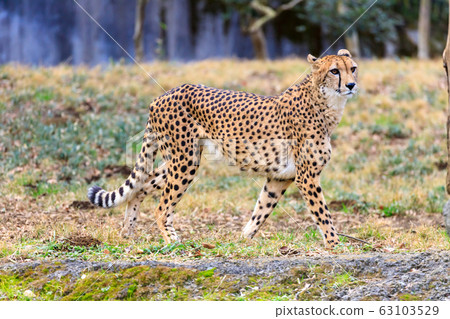 Cheetah, Tama animal park 63103529