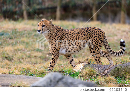 Cheetah, Tama animal park 63103540