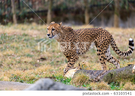 Cheetah, Tama animal park Cheetah, Tama animal park 63103541