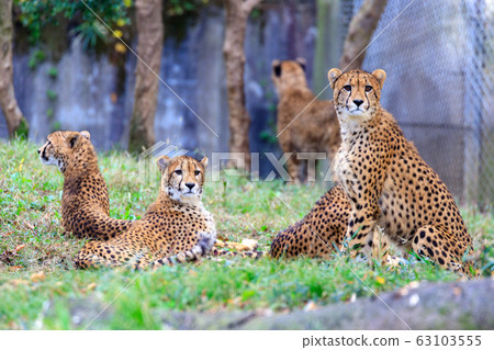 多摩獵豹動物公園 多摩獵豹動物公園 63103555