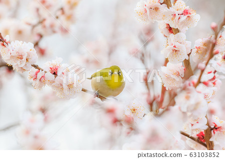 Mejiro on white plum 63103852