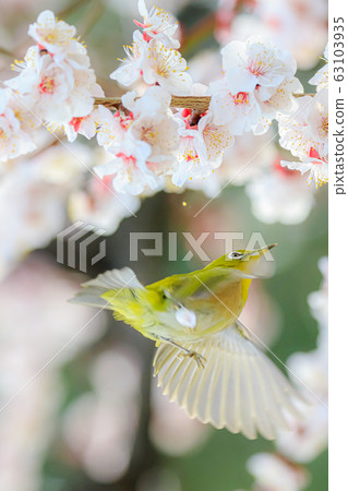 Mejiro on white plum 63103935