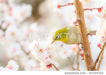 Mejiro on white plum Mejiro on white plum 63104102