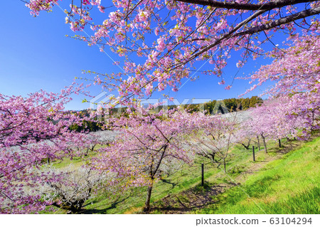 Kawazu Sakura and White Plum 4 63104294