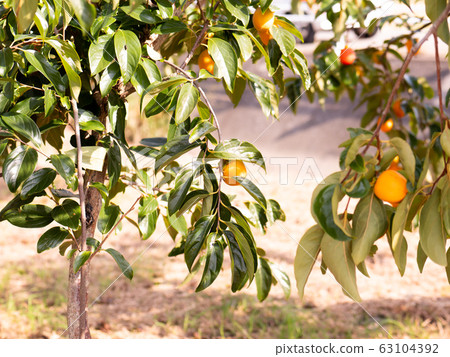 Persimmon astringent persimmon orange autumn taste japanese persimmon domestic fresh fresh harvest farmer handmade countryside 63104392