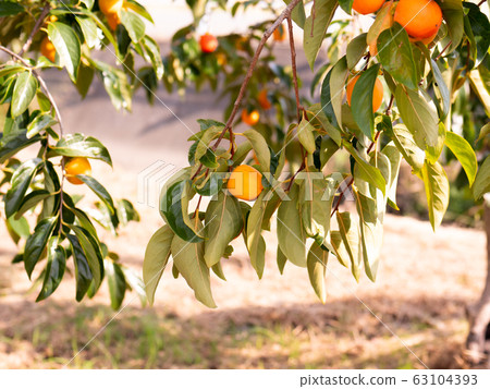 Persimmon astringent persimmon orange autumn taste japanese persimmon domestic fresh fresh harvest farmer handmade countryside 63104393