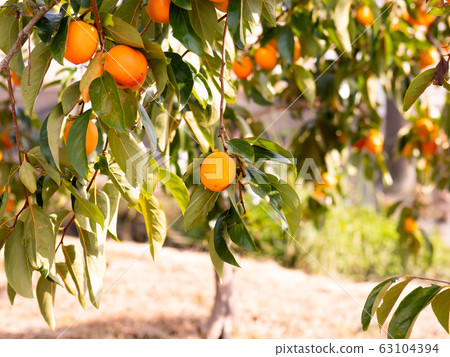 柿子澀的柿子橙秋天的味道日本柿子國內新鮮新鮮收穫農民手工製作農村 63104394