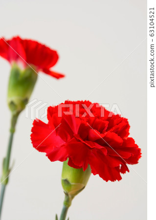 白色背景上的紅色康乃馨 63104521