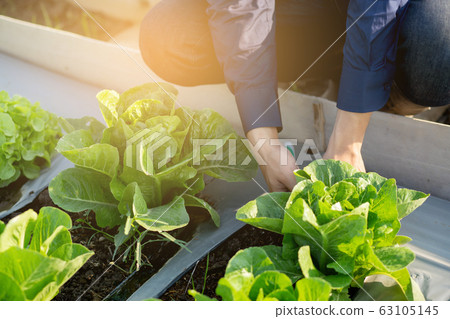 closeup hands of young asian man farmer checking fresh organic vegetable garden 63105145