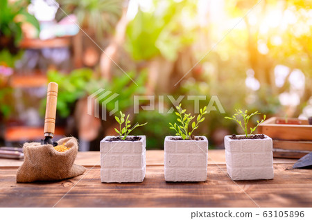 Gardener planting the tree and growth up. 63105896