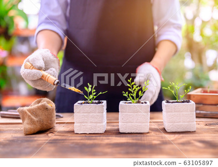 Gardener planting the tree and growth up. Gardener planting the tree and growth up. 63105897