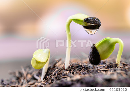 Water dripping on the seedling. Planting the tree Water dripping on the seedling. Planting the tree 63105910