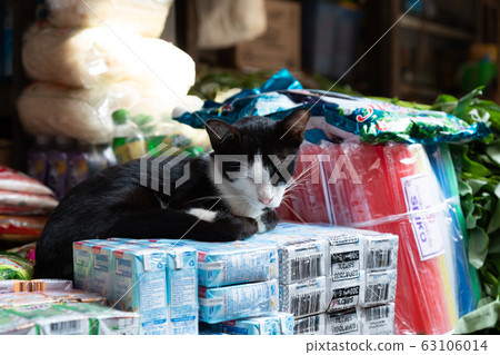 Myanmar_Cats at the storefront 63106014