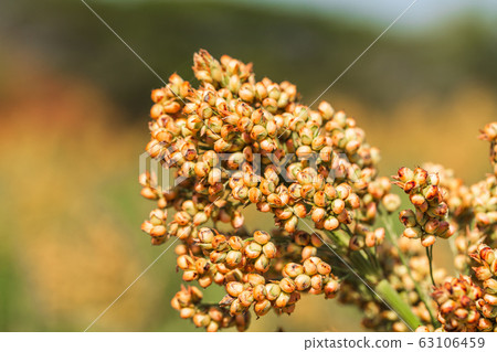 Sorghum in field of feed for livestock 63106459