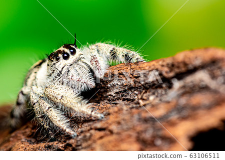 Close up Platycryptus undatus jumping spider. 63106511