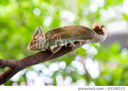 Chameleon lizard stand on wood in the garden Chameleon lizard stand on wood in the garden 63106515