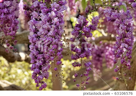 Yaesaki purple wisteria Yaesaki purple wisteria 63106576