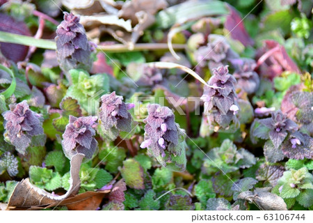 公主舞蹈 公主舞蹈 63106744