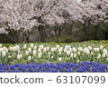 Cherry blossoms and tulips 63107099