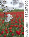 Cherry blossoms and tulips 63107100