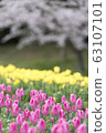 Cherry blossoms and tulips 63107101