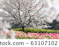 Cherry blossoms and tulips 63107102