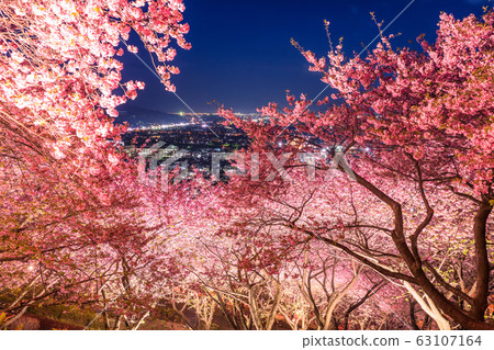 《神奈川縣》川津櫻花照亮/西平羽公園 63107164