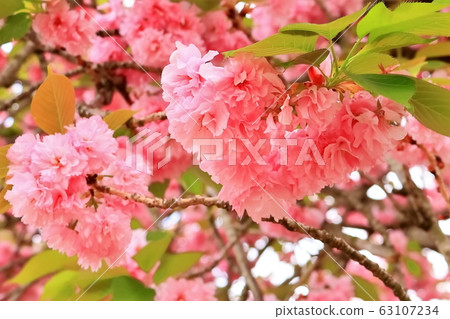 A beautiful double cherry tree A beautiful double cherry tree 63107234
