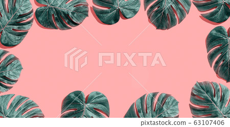 Tropical plant Monstera leaves Tropical plant Monstera leaves 63107406