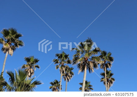 Palm trees and daytime moon Palm trees and daytime moon 63107575