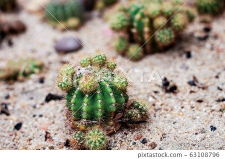 Small cactus on ground. Small cactus on ground. 63108796