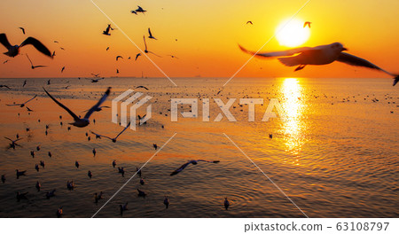 Sea and birds at the sunset. Sea and birds at the sunset. 63108797