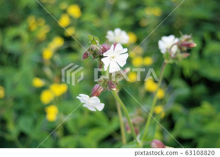 White waiting fairy flowers photo material 63108820