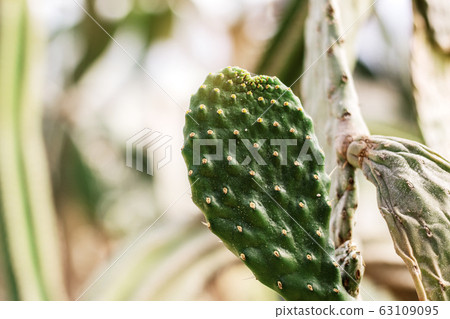 Cactus of growing with sunlight. Cactus of growing with sunlight. 63109095