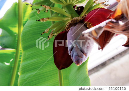 Bananas are growing. 63109110