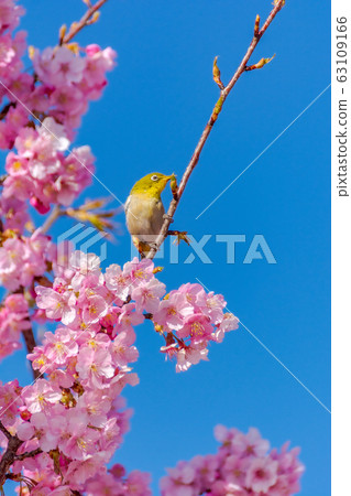 Japanese image "Sakura and White-eye" 63109166