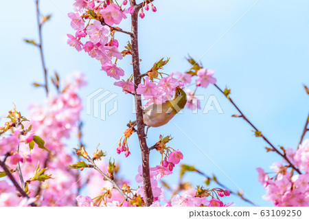 Japanese image "Sakura and White-eye" 63109250