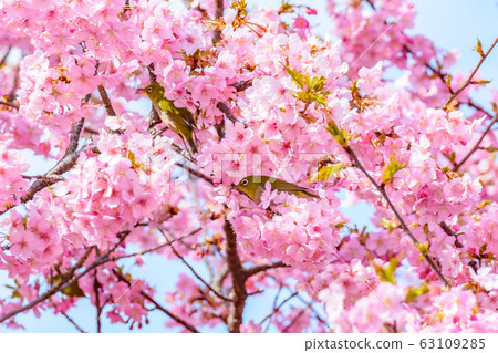 Japanese image "Sakura and White-eye" 63109285