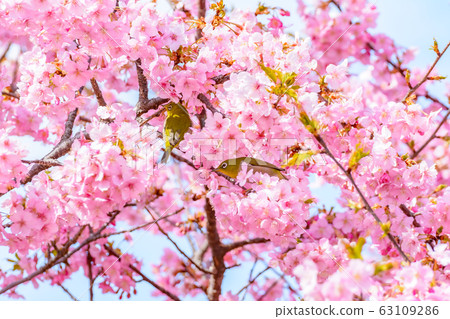 Japanese image "Sakura and White-eye" 63109286