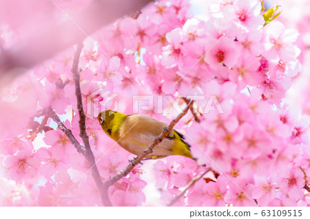Japanese image "Sakura and White-eye" Japanese image "Sakura and White-eye" 63109515