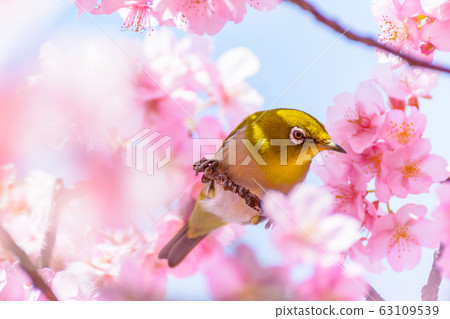 日本形象“櫻花和白眼” 日本形象“櫻花和白眼” 63109539
