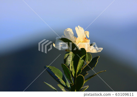 29 Nov 2008 Camellia Debutante japonica, a double 63109611