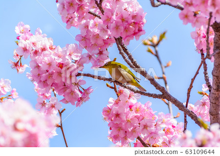Japanese landscape "Sakura and White-eye" 63109644
