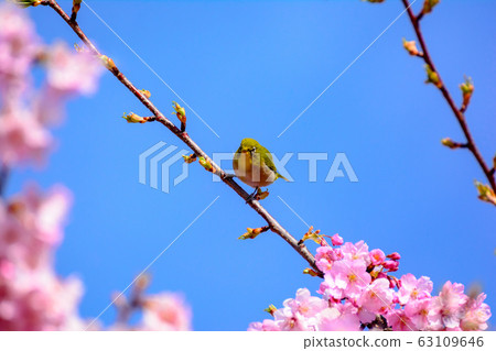 Japanese landscape "Sakura and White-eye" 63109646