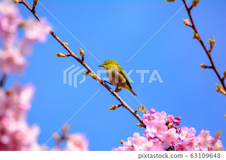 Japanese landscape "Sakura and White-eye" 63109648