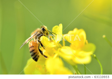 Rape field, rape blossoms, bees, honeybees, Takaono Town, Izumi City, Kagoshima Prefecture Rape field, rape blossoms, bees, honeybees, Takaono Town, Izumi City, Kagoshima Prefecture 63110933