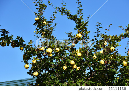 Quince in the garden Quince in the garden 63111186