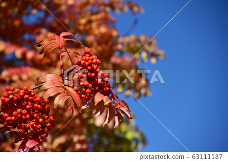 Nanakamado fruit and blue sky Nanakamado fruit and blue sky 63111187