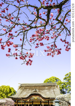 Dazaifu Tenmangu Shrine, where plum blossoms are in full bloom Dazaifu Tenmangu Shrine, where plum blossoms are in full bloom 63111328