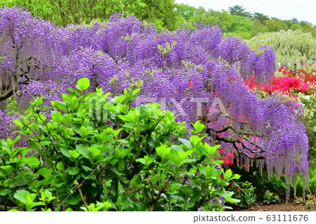 Fresh green, azalea and wisteria flowers Fresh green, azalea and wisteria flowers 63111676